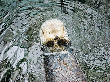 8.Lisbon-Oceanarium-3