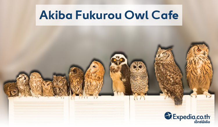 8.owl-cafe-akiba-fukurou