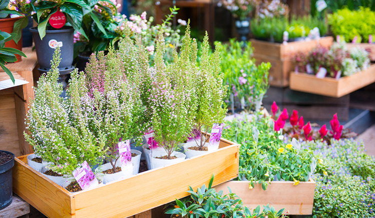 9.-ตลาดดอกไม้ฮ่องกง-Hong-Kong-Flower-Market-01