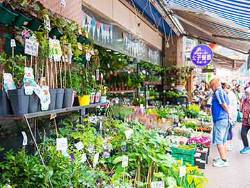 9.-ตลาดดอกไม้ฮ่องกง-Hong-Kong-Flower-Market-03