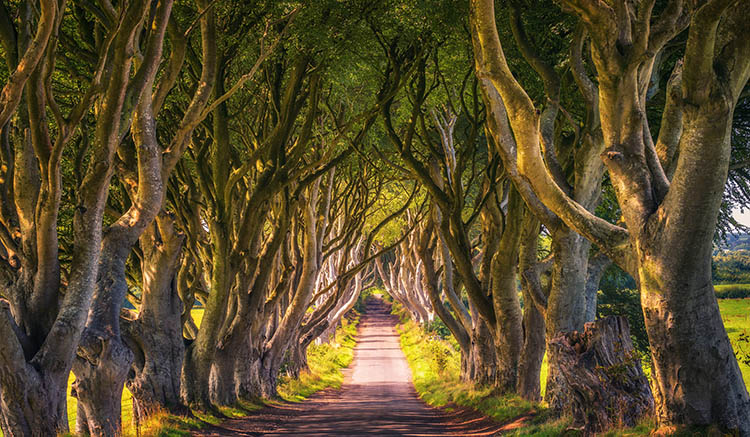 9.The-Dark-Hedges-1.jpg