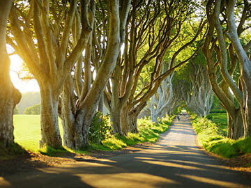9.The-Dark-Hedges-3.jpg