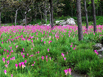 9.อุทยานแห่งชาติป่าหินงาม-จ.ชัยภูมิ-2