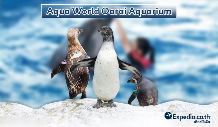 Aqua World Oarai Aquarium-1