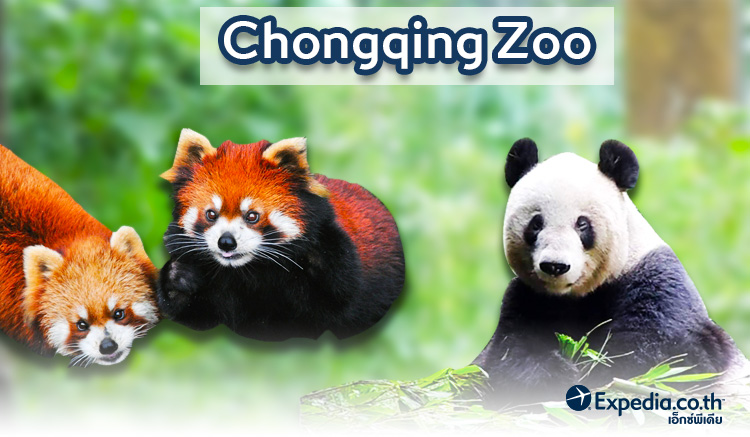 Chongqing Zoo