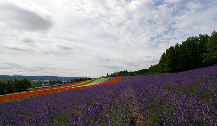 Hokkaido_Furano_lavender