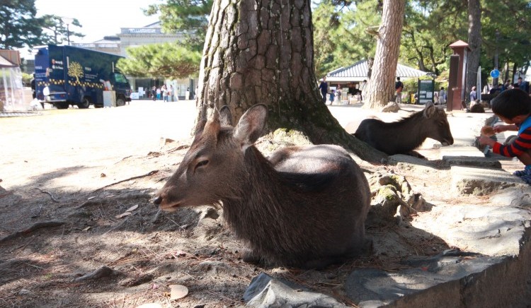 เมืองนารา