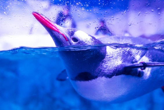 SEA LIFE BANGKOK