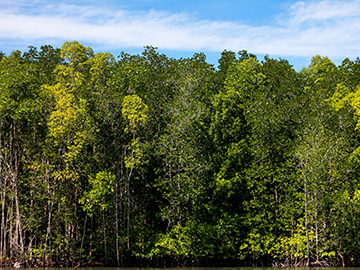 Kilim-Geoforest-Park-3