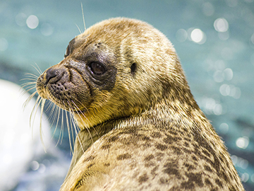  Osaka-Aquarium-Kaiyukan-2