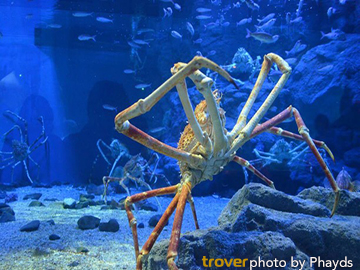 Osaka-Aquarium-Kaiyukan-3