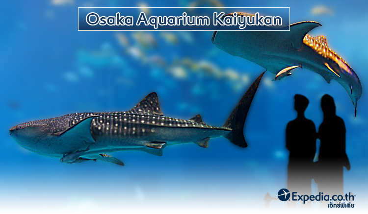 Osaka Aquarium Kaiyukan