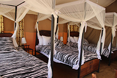 Serengeti Acacia Central Camp-1