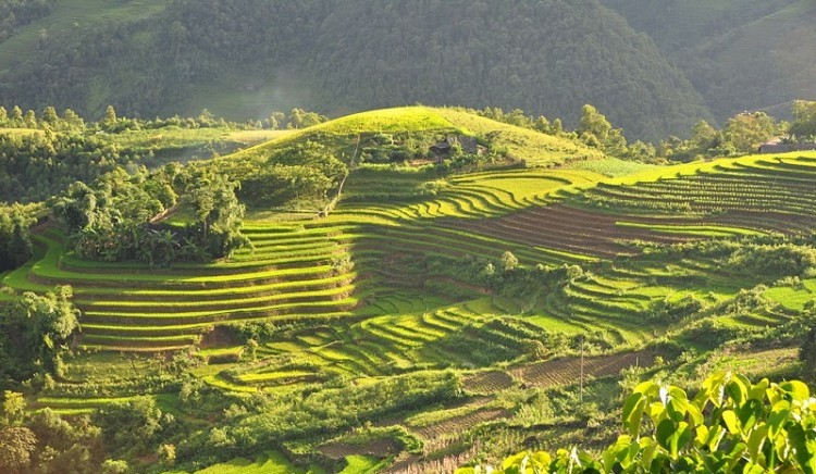 Terraced_fields_Sa_Pa_Vietnam