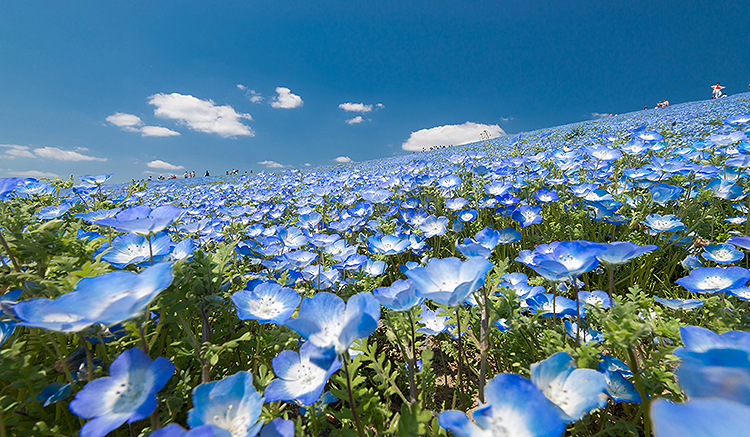 HiachiSeasidePark02