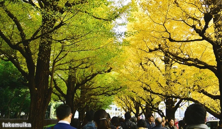 Meiji Jingu Gaien