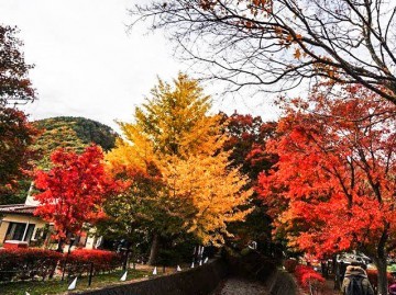 Momiji Kairo