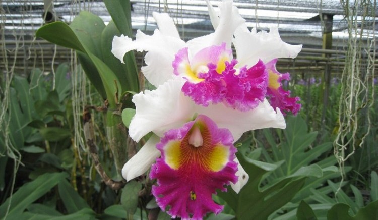 orchids2