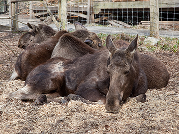 skansen3