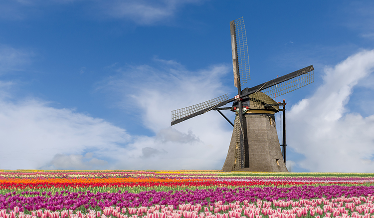 tulip-1