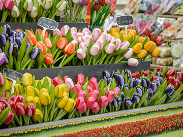 ตลาดขายดอกไม้-Bloemenmarkt-3.jpg