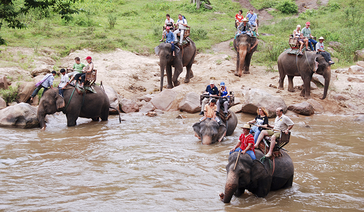 ปางช้างเชียงดาว-1.jpg