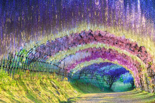 สวนคาวาชิฟูจิ ชมอุโมงค์ดอกวิสทีเรีย (Kawachi Fujien Wisteria Garden)