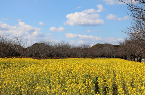 สวนริมทะเลอุมิโนะนากามิชิ (Uminonakamichi Seaside Park) 02
