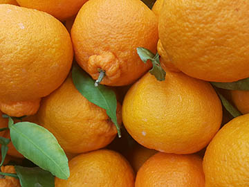 ส้มไซตรัส-2.jpg