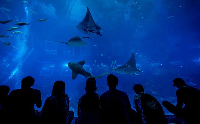 S.E.A. Aquarium, Singapore