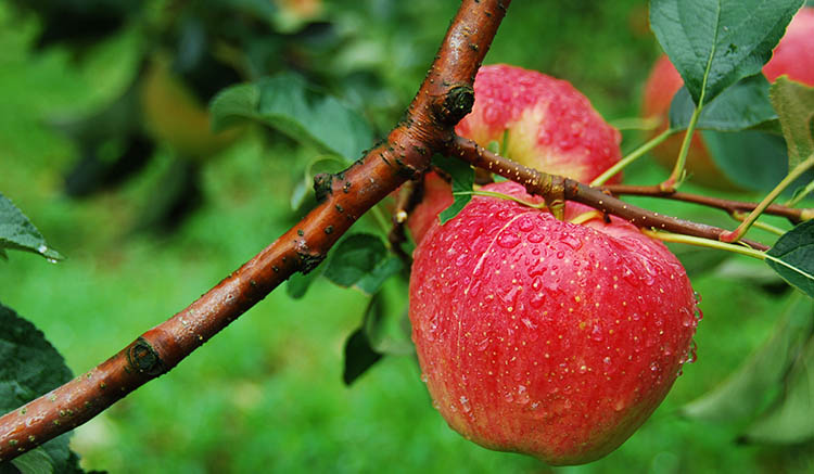 แอปเปิ้ล-1.jpg