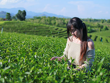 ไร่ชาฉุยฟง-จ.เชียงราย-2.jpg